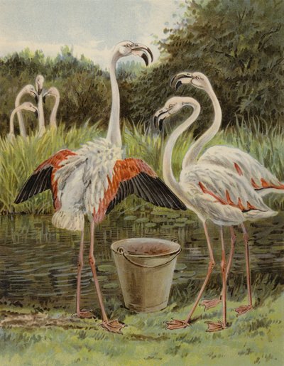 Flamingoes feeding by English School
